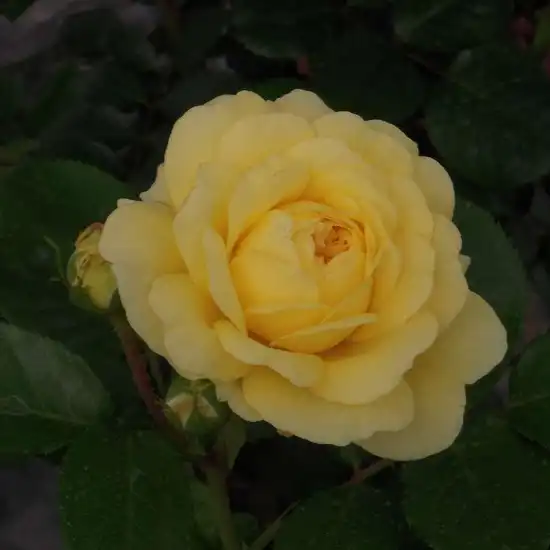 Trandafiri Grandiflora - Floribunda - Trandafiri - Anny Duprey® - 